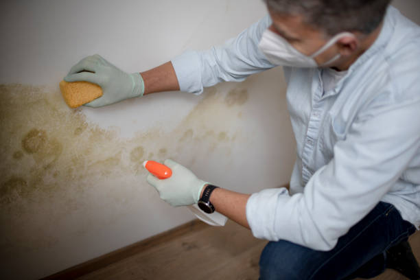 Mold Removal Process in Hastings, NE