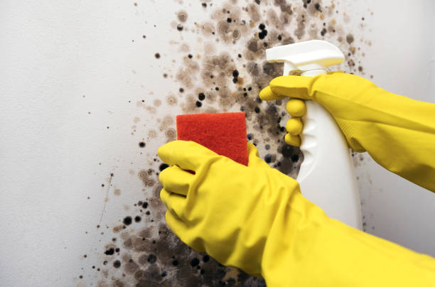 Certified Mold Removal in Hastings, NE